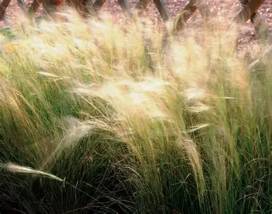 Mexican Feather Grass in a Colorado landscape