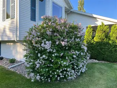 Miss Kim Lilac shrub in a Colorado landscape