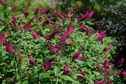 Miss Molly Butterfly Bush shrub in a Colorado landscape