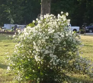 Mockorange shrub in a Colorado landscape