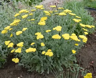 Moonshine Yarrow perennial in a Colorado landscape