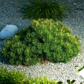 Mugo Pine shrub in a Colorado landscape