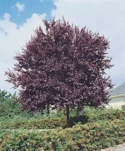 Newport Plum with dark purple ornamental foliage