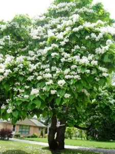 Northern Catalpa tree covered in white flowers