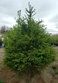 Norway Spruce evergreen tree with graceful drooping branchlets
