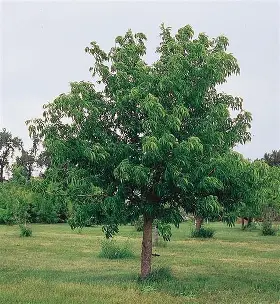 Ohio Buckeye growing as a medium-sized shade tree