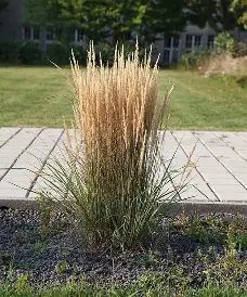 Overdam Feather Reed Grass in a Colorado landscape
