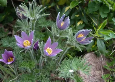 Pasque Flower perennial in a Colorado landscape