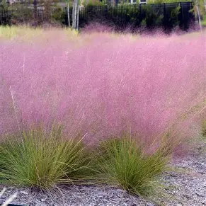 Pink Muhly Grass in a Colorado landscape