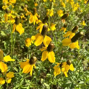 Prairie Coneflower perennial in a Colorado landscape