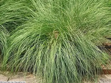 Prairie Dropseed in a Colorado landscape
