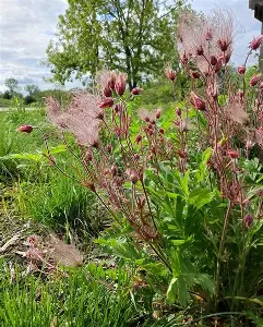 Prairie Smoke perennial in a Colorado landscape