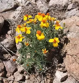 Prairie Zinnia perennial in a Colorado landscape