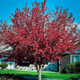Prairifire Crabapple with deep pink spring flowers