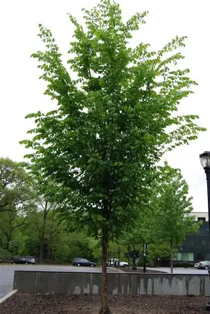 Princeton Elm developing a tall vase-shaped canopy