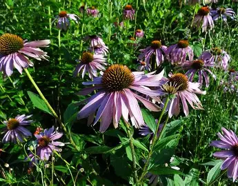Purple Coneflower perennial in a Colorado landscape