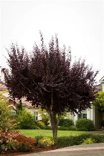 Purple Leaf Plum used as a colorful ornamental tree