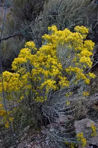 Rabbitbrush shrub in a Colorado landscape