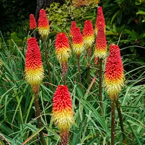 Red Hot Poker perennial in a Colorado landscape