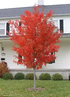 Red Sunset Maple showing vivid red autumn foliage