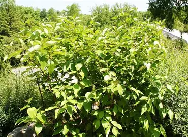 Red Twig Dogwood shrub in a Colorado landscape