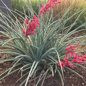 Red Yucca perennial in a Colorado landscape