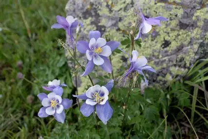 Rocky Mountain Columbine perennial in a Colorado landscape