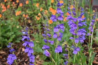 Rocky Mountain Penstemon perennial in a Colorado landscape