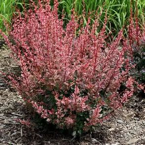 Rose Glow Barberry shrub in a Colorado landscape