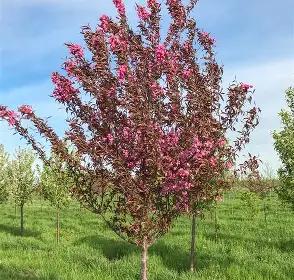 Royal Raindrops Crabapple with colorful flowers and foliage