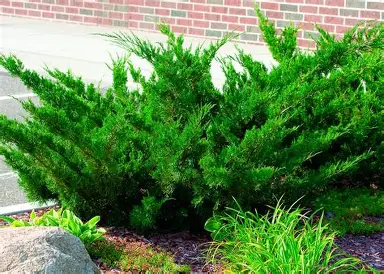 Sea Green Juniper shrub in a Colorado landscape