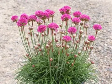 Sea Thrift perennial in a Colorado landscape