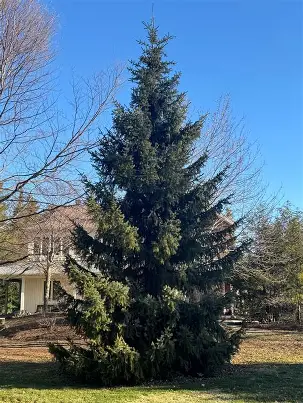 Serbian Spruce with narrow upright evergreen form