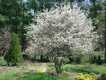 Serviceberry ornamental tree growing in an open landscape