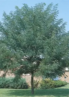 Shademaster Honeylocust with an airy filtered-shade canopy
