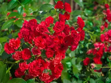 Shrub Rose shrub in a Colorado landscape