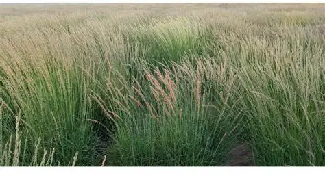 Sideoats Grama in a Colorado landscape