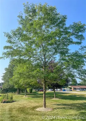 Skyline Honeylocust shade tree in an open lawn