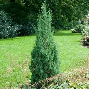 Skyrocket Juniper shrub in a Colorado landscape
