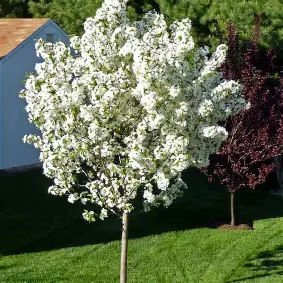 Snowdrift Crabapple with white spring flowers