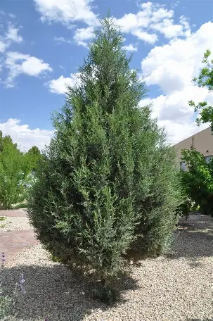 Spartan Juniper shrub in a Colorado landscape