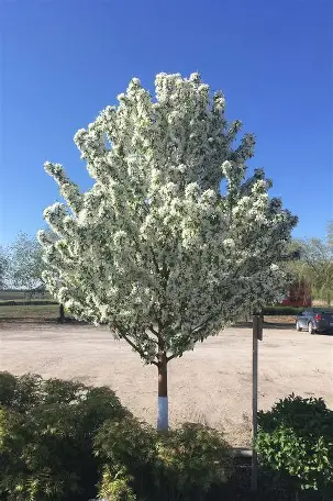 Spring Snow Crabapple covered in white blossoms