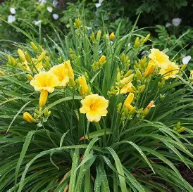 Stella de Oro Daylily perennial in a Colorado landscape