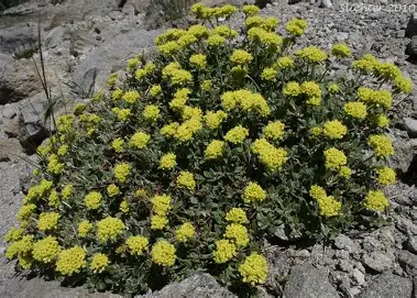 Sulphur Flower Buckwheat perennial in a Colorado landscape