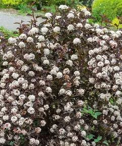Summer Wine Ninebark shrub in a Colorado landscape