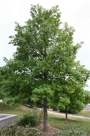 Young Swamp White Oak growing in a Colorado landscape