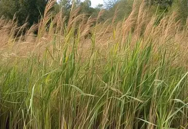 Switchgrass in a Colorado landscape