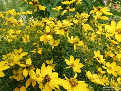 Threadleaf Coreopsis perennial in a Colorado landscape