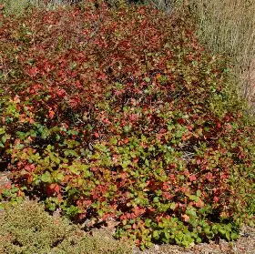 Threeleaf Sumac shrub in a Colorado landscape