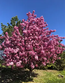 Thunderchild Crabapple with pink flowers and purple foliage